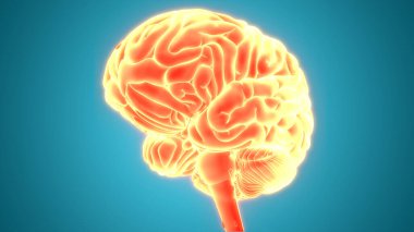 İnsan Sinir Sistemi Beyin Anatomisi Merkezi Organı. Üç Boyut