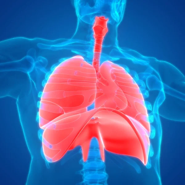 Anatomía Del Diafragma Del Sistema Respiratorio Humano —  Fotos de Stock