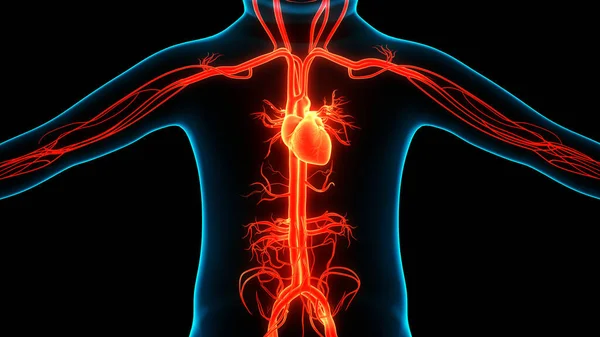 Anatomie Srdce Lidského Oběhového Systému — Stock fotografie