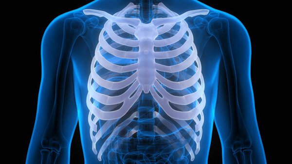 Рёберные суставы человеческой скелетной системы анатомия. 3D