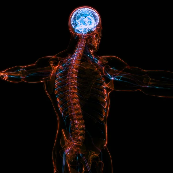 ヒト神経系の中枢器官脳解剖学 — ストック写真