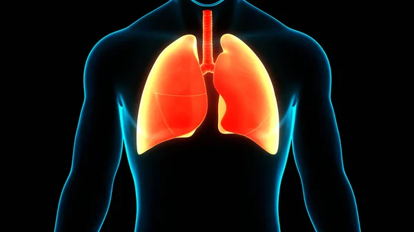 Concepto Anatomía Pulmonar Del Sistema Respiratorio Humano —  Fotos de Stock