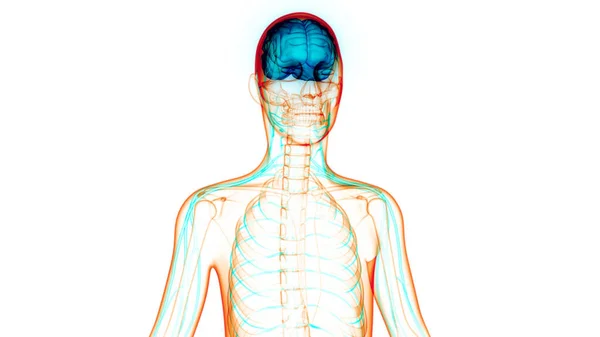 Nsan Sinir Sistemi Beyin Anatomisi Merkezi Organı Boyut — Stok fotoğraf