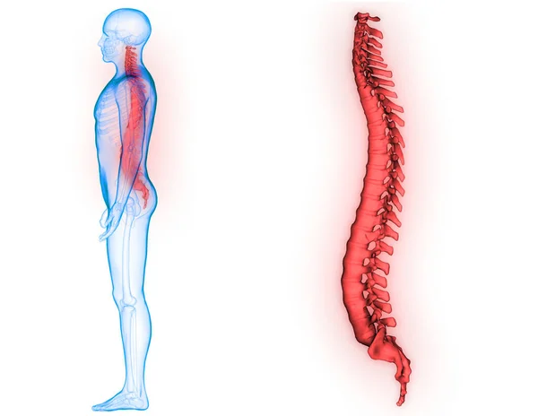 Colonna Vertebrale Del Midollo Spinale Anatomia Del Sistema Scheletrico Umano — Foto Stock