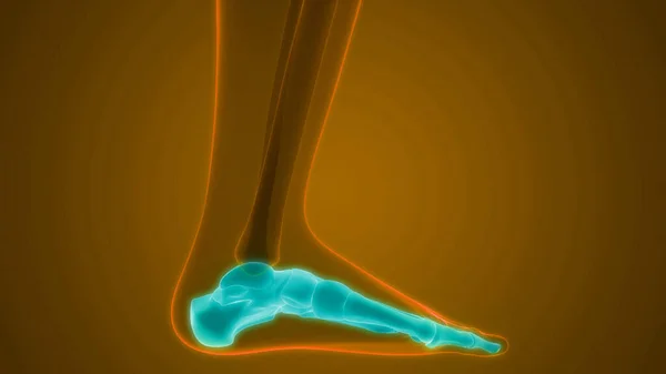 Sistem Tengkorak Manusia Foot Bone Joints Anatomi — Stok Foto