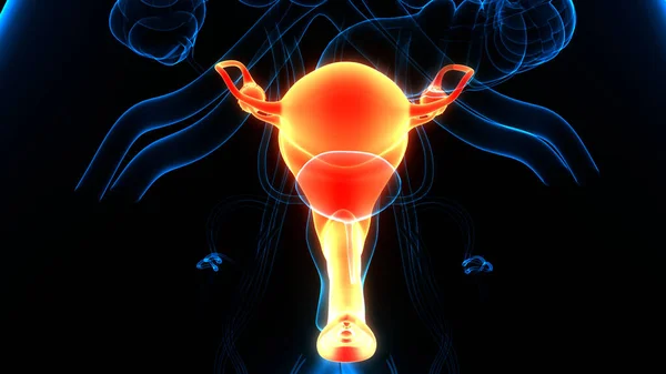 Female Reproductive System with Nervous System and Urinary Bladder Anatomy. 3D