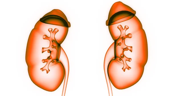 Anatomía Renal Del Sistema Urinario Humano — Foto de Stock