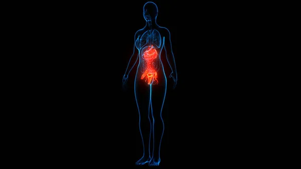 Human Urinary System Kidneys Bladder Anatomy — стокове фото