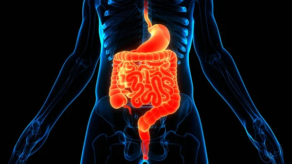 Anatomie Des Menschlichen Verdauungssystems — Stockfoto