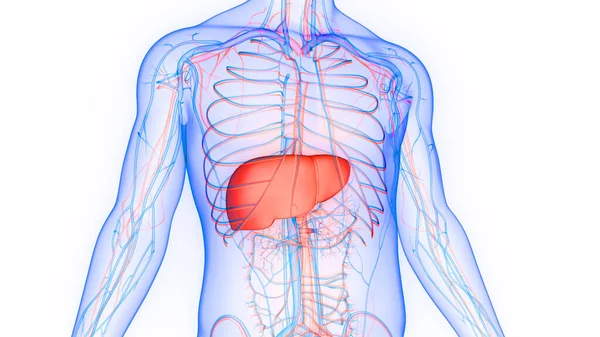 Anatomia Fígado Órgão Digestivo Interno Humano — Fotografia de Stock