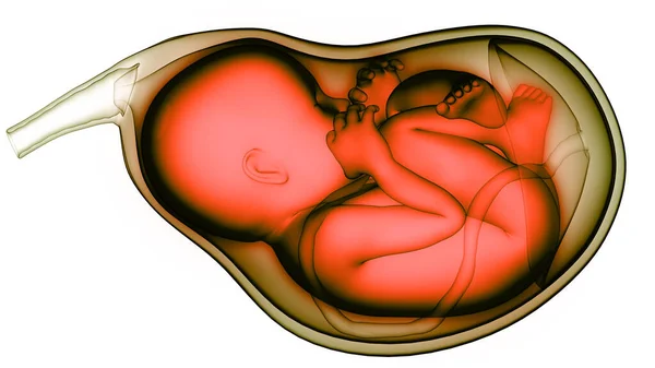 Bebê Feto Humano Anatomia Útero — Fotografia de Stock