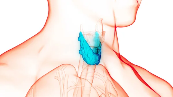 Emberi Test Glands Lobes Pajzsmirigy Gland Anatómia — Stock Fotó