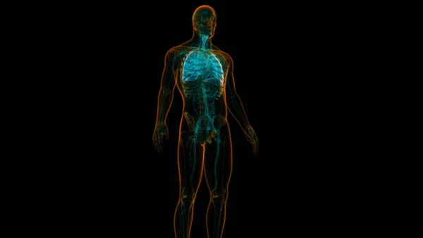 Concepto Anatomía Pulmonar Del Sistema Respiratorio Humano —  Fotos de Stock