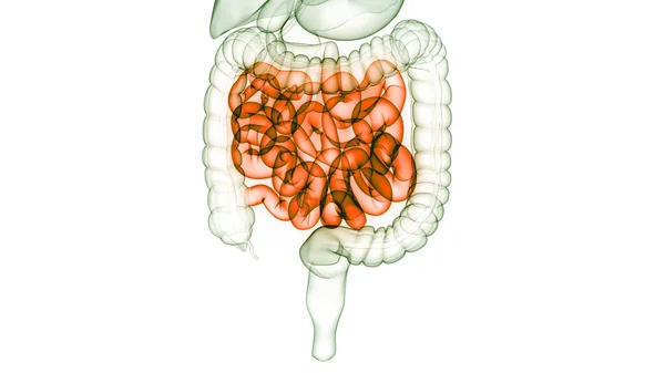 Anatomía Del Sistema Digestivo Humano — Foto de Stock