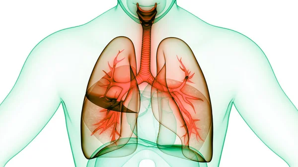 Concept Anatomie Pulmonaire Système Respiratoire Humain — Photo