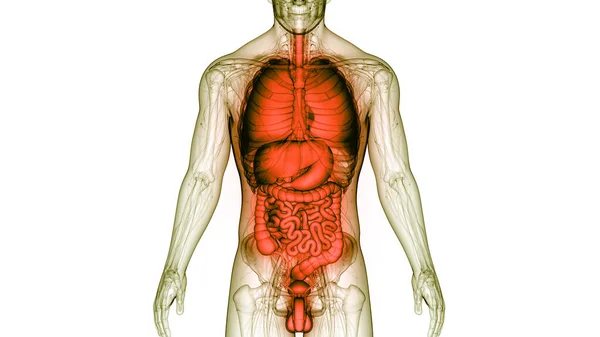 Anatomía Del Sistema Digestivo Humano —  Fotos de Stock