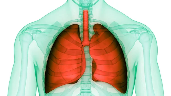 Koncepcja Anatomii Płuc Ludzkiego Układu Oddechowego — Zdjęcie stockowe