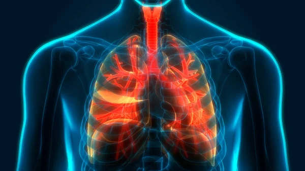 Concepto Anatomía Pulmonar Del Sistema Respiratorio Humano —  Fotos de Stock