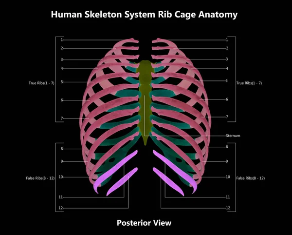 Human Skeleton System Thorax Skeleton Bone Parts Described Labels Anatomy Stockbild