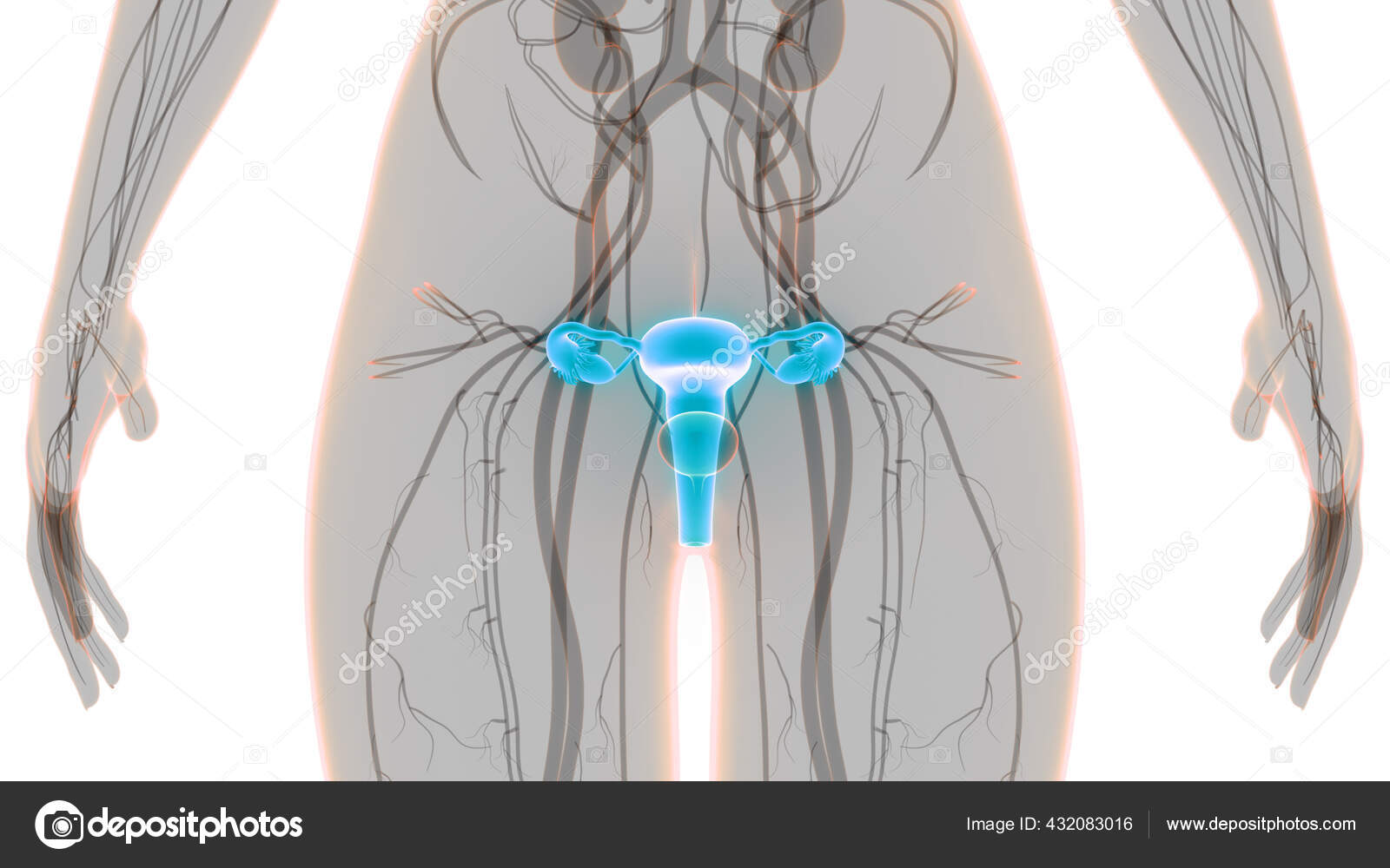 Female Reproductive System Nervous System Urinary Bladder Anatomy Stock