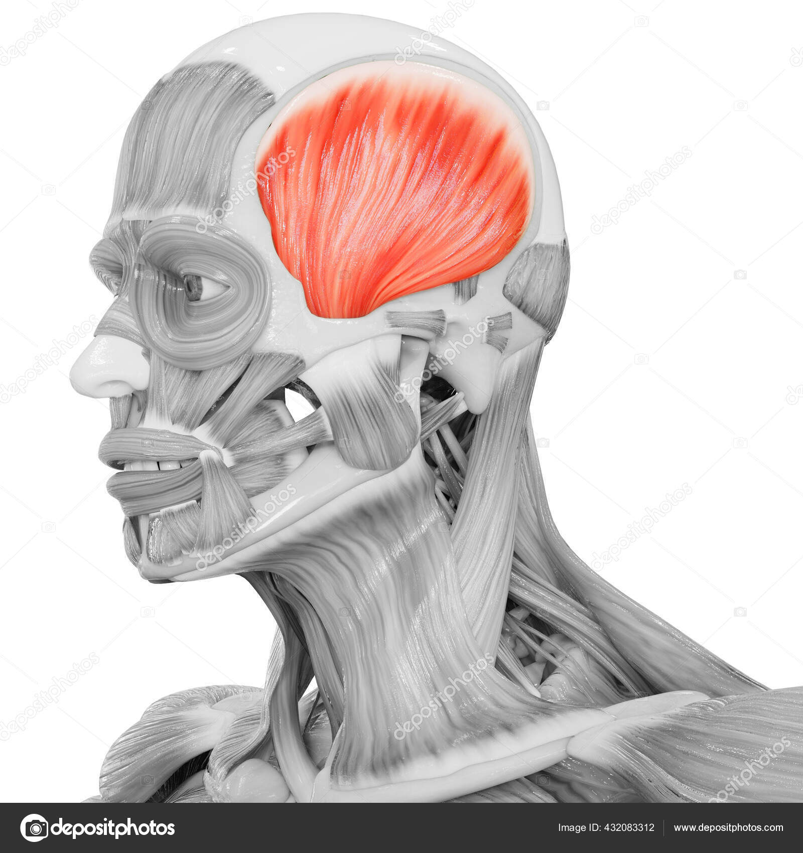 この画像を編集ロイヤリティフリーストックイラストid humanボディ筋肉システムヘッド筋肉時間筋肉解剖学 ストック写真 C Magicmine この画像を編集ロイヤリティフリーストックイラストid humanボディ筋肉システムヘッド筋肉時間筋肉解剖学 ストック写真 C Magicmine