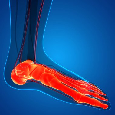 İnsan iskelet sistemi ayak kemiği eklemleri anatomisi. Üç Boyut