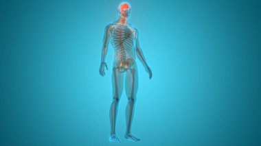 İnsan Sinir Sistemi Beyin Anatomisi Merkezi Organı. Üç Boyut