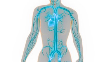 İnsan Dolaşım Sistemi Kalp Anatomisi. Üç Boyut