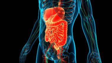 İnsan Sindirim Sistemi Anatomisi. Üç Boyut