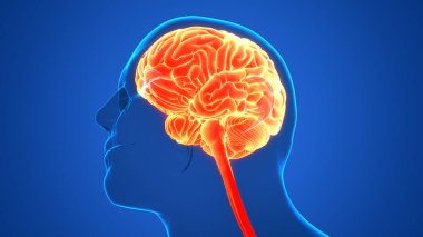 İnsan Sinir Sistemi Beyin Anatomisi Merkezi Organı. Üç Boyut