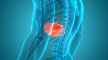 İnsan İç Sindirim Organı Anatomisi. Üç Boyut