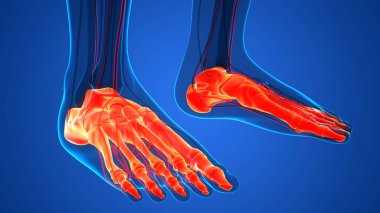 İnsan iskelet sistemi ayak eklemleri anatomisi. Üç Boyut