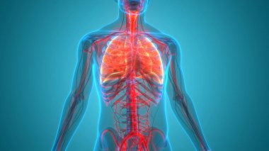 İnsan Solunum Sistemi Anatomisi 'nin 3 boyutlu kavramı