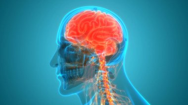 İnsan Sinir Sistemi Beyin Anatomisi Merkezi Organı. Üç Boyut