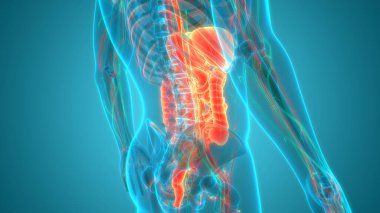 İnsan Sindirim Sistemi Anatomisi. Üç Boyut