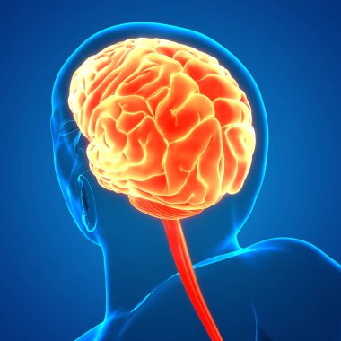 İnsan Sinir Sistemi Beyin Anatomisi Merkezi Organı. Üç Boyut
