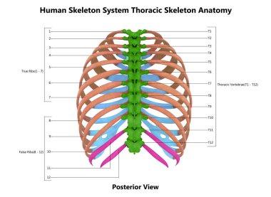 İnsan İskelet Sistemi Göğüs Kemiği Parçaları Etiketler Anatomi Posteri Görünümü ile Tarif Edildi. Üç Boyut