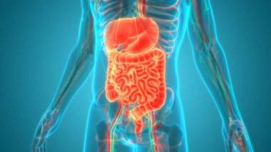 İnsan Sindirim Sistemi Anatomisi. Üç Boyut