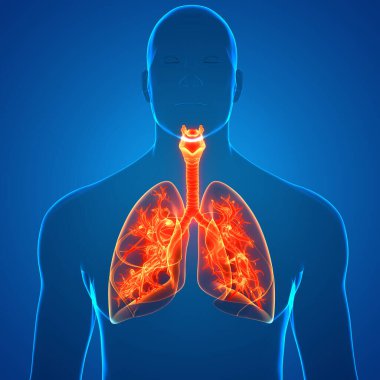 İnsan Solunum Sistemi Anatomisi 'nin 3 boyutlu kavramı