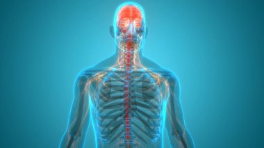 İnsan Sinir Sistemi Beyin Anatomisi Merkezi Organı. Üç Boyut