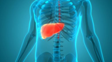 İnsan İç Sindirim Organı Anatomisi. Üç Boyut