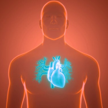 İnsan Dolaşım Sistemi Kalp Anatomisi. Üç Boyut