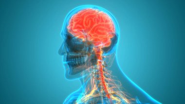 İnsan Sinir Sistemi Beyin Anatomisi Merkezi Organı. Üç Boyut