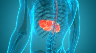 İnsan İç Sindirim Organı Anatomisi. Üç Boyut