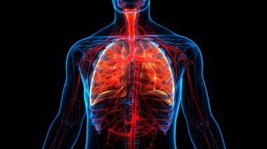 İnsan Solunum Sistemi Anatomisi 'nin 3 boyutlu kavramı
