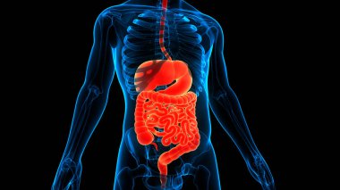 İnsan Sindirim Sistemi Anatomisi. Üç Boyut