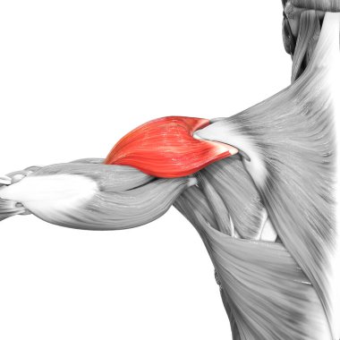 İnsan Kas Sistemi Kasları Deltoideus Kas Anatomisi. Üç Boyut