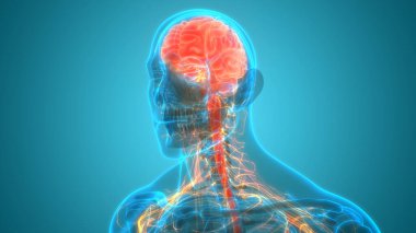 İnsan Sinir Sistemi Beyin Anatomisi Merkezi Organı. Üç Boyut