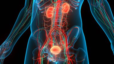 İdrar torbası anatomisi olan insan böbrekleri. Üç Boyut