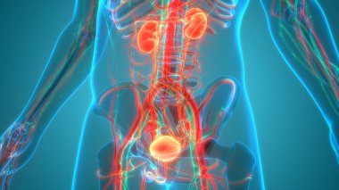 İdrar torbası anatomisi olan insan böbrekleri. Üç Boyut